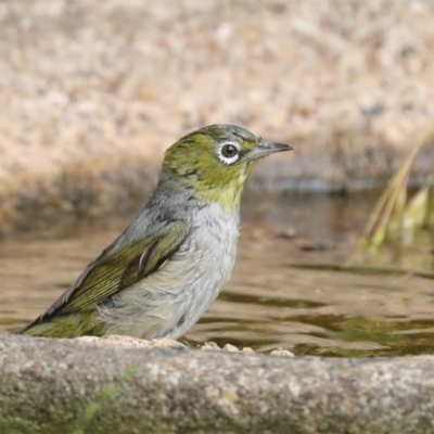 Zosterops lateralis (Silvereye) at Higgins, ACT - 27 Nov 2022 by AlisonMilton