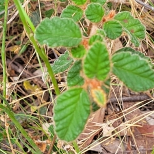 Pomaderris sp. at Carwoola, NSW - 21 Jan 2023