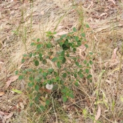 Pomaderris sp. at Carwoola, NSW - 21 Jan 2023