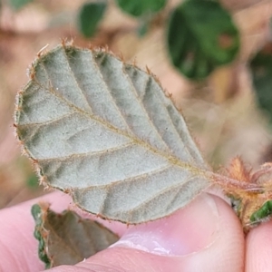 Pomaderris sp. at Carwoola, NSW - 21 Jan 2023