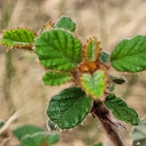 Pomaderris sp. at Carwoola, NSW - 21 Jan 2023