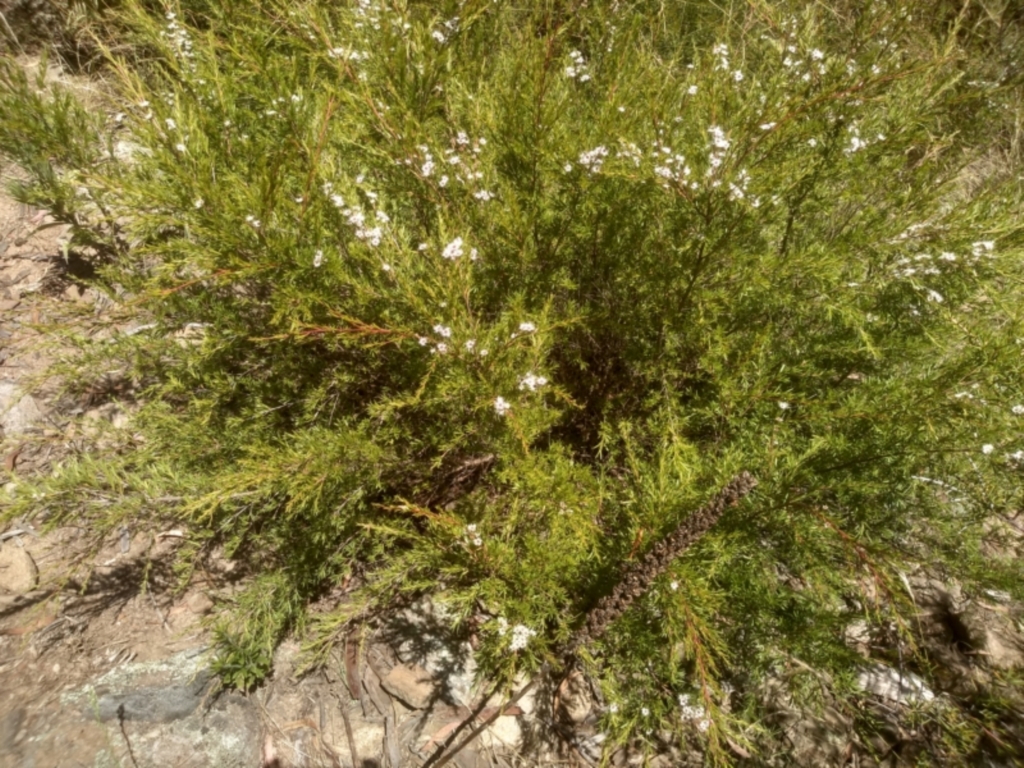 Kunzea ericoides at Binjura, NSW - 21 Jan 2023