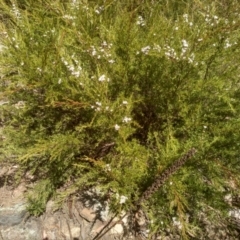 Kunzea ericoides (Burgan) at Binjura, NSW - 21 Jan 2023 by mahargiani