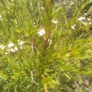 Kunzea ericoides at Binjura, NSW - 21 Jan 2023