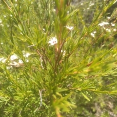 Kunzea ericoides at Binjura, NSW - 21 Jan 2023