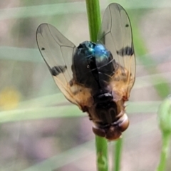 Lamprogaster sp. (genus) (A signal fly) at Carwoola, NSW - 20 Jan 2023 by trevorpreston
