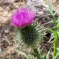 Cirsium vulgare (Spear Thistle) at Wanna Wanna Nature Reserve - 20 Jan 2023 by trevorpreston