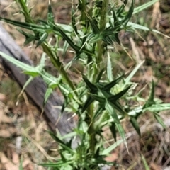 Cirsium vulgare at Carwoola, NSW - 21 Jan 2023