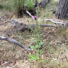 Cirsium vulgare at Carwoola, NSW - 21 Jan 2023