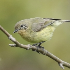 Acanthiza nana (Yellow Thornbill) at Higgins, ACT - 27 Nov 2022 by AlisonMilton