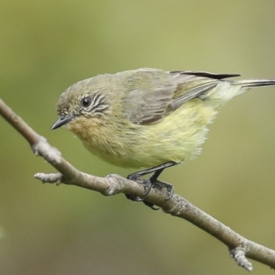 Acanthiza nana (Yellow Thornbill) at Higgins, ACT - 27 Nov 2022 by AlisonMilton