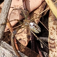 Leucauge dromedaria (Silver dromedary spider) at Wanna Wanna Nature Reserve - 20 Jan 2023 by trevorpreston