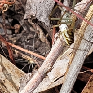 Leucauge dromedaria at Carwoola, NSW - 21 Jan 2023