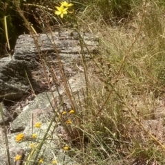 Bulbine glauca (Rock Lily) at Binjura, NSW - 21 Jan 2023 by mahargiani