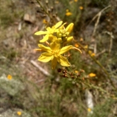 Bulbine glauca at Binjura, NSW - 21 Jan 2023