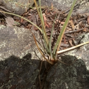 Bulbine glauca at Binjura, NSW - 21 Jan 2023