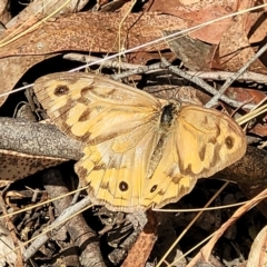 Heteronympha merope (Common Brown Butterfly) at Carwoola, NSW - 20 Jan 2023 by trevorpreston