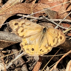 Heteronympha merope at Carwoola, NSW - 21 Jan 2023