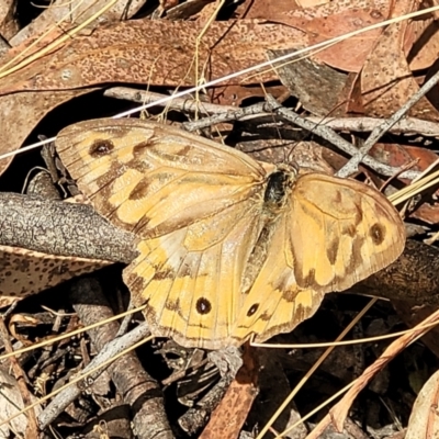 Heteronympha merope (Common Brown Butterfly) at Carwoola, NSW - 20 Jan 2023 by trevorpreston