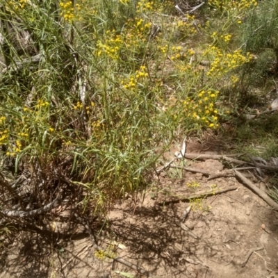Senecio linearifolius (Fireweed Groundsel, Fireweed) at Murrumbucca, NSW - 21 Jan 2023 by mahargiani