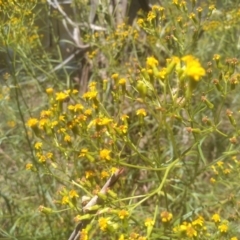 Senecio linearifolius at Murrumbucca, NSW - 21 Jan 2023