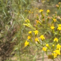 Senecio linearifolius at Murrumbucca, NSW - 21 Jan 2023 01:38 PM