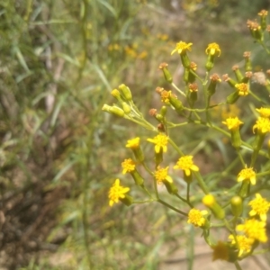 Senecio linearifolius at Murrumbucca, NSW - 21 Jan 2023