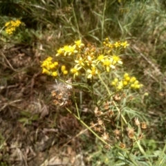 Senecio linearifolius at Murrumbucca, NSW - 21 Jan 2023 01:38 PM