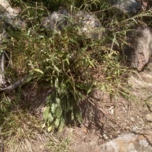 Cynoglossum australe at Murrumbucca, NSW - 21 Jan 2023