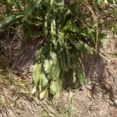 Cynoglossum australe at Murrumbucca, NSW - 21 Jan 2023