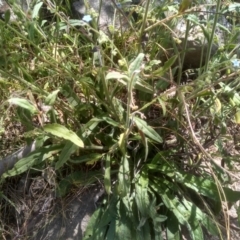 Cynoglossum australe at Murrumbucca, NSW - 21 Jan 2023