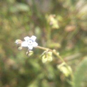 Cynoglossum australe at Murrumbucca, NSW - 21 Jan 2023