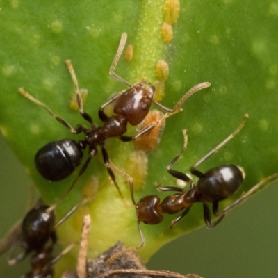 Papyrius sp. (genus) (A Coconut Ant) at Duffy, ACT - 20 Jan 2023 by patrickcox