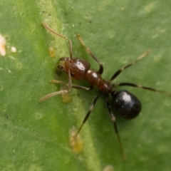 Papyrius sp. (genus) at Duffy, ACT - 20 Jan 2023