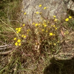 Crepis capillaris (Smooth Hawksbeard) at Murrumbucca, NSW - 21 Jan 2023 by mahargiani