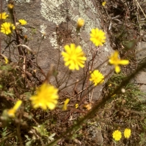 Crepis capillaris at Murrumbucca, NSW - 21 Jan 2023