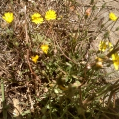 Crepis capillaris at Murrumbucca, NSW - 21 Jan 2023