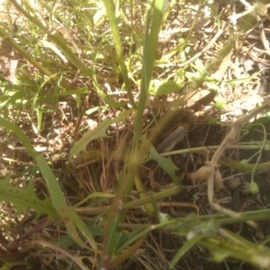 Crepis capillaris at Murrumbucca, NSW - 21 Jan 2023