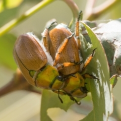 Anoplognathus brunnipennis (Green-tailed Christmas beetle) at Majura, ACT - 20 Jan 2023 by patrickcox