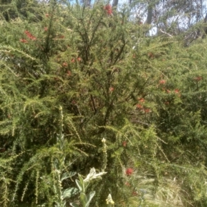 Grevillea juniperina at Binjura, NSW - 21 Jan 2023