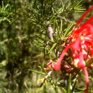 Grevillea juniperina at Binjura, NSW - 21 Jan 2023