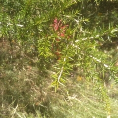 Grevillea juniperina at Binjura, NSW - 21 Jan 2023