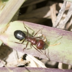 Melophorus sp. (genus) (Furnace ant) at Higgins, ACT - 26 Nov 2022 by AlisonMilton
