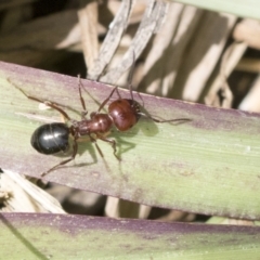 Melophorus sp. (genus) at Higgins, ACT - 26 Nov 2022