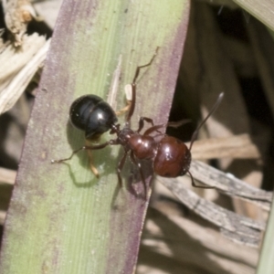 Melophorus sp. (genus) at Higgins, ACT - 26 Nov 2022