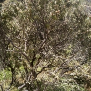 Callistemon sieberi at Binjura, NSW - 21 Jan 2023 02:11 PM