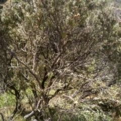 Callistemon sieberi (River Bottlebrush) at Binjura, NSW - 21 Jan 2023 by mahargiani