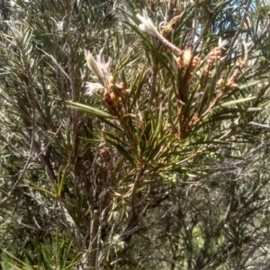 Callistemon sieberi at Binjura, NSW - 21 Jan 2023