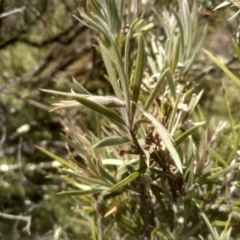 Callistemon sieberi at Binjura, NSW - 21 Jan 2023 02:11 PM