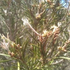 Callistemon sieberi at Binjura, NSW - 21 Jan 2023 02:11 PM